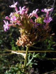Junellia crithmifolia