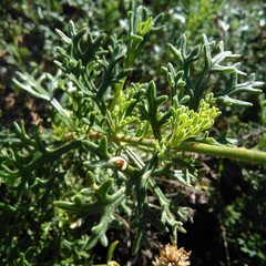 Junellia crithmifolia