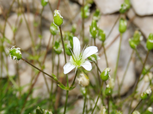 Sabulina austriaca