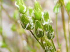 Sabulina austriaca, photograph (c) Emanuele Santarelli, some rights reserved (CC BY-SA)