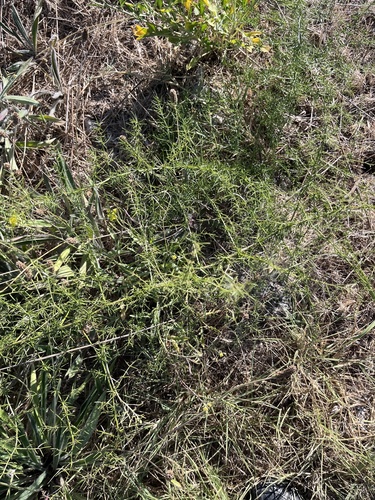 Asparagus verticillatus, photograph 2