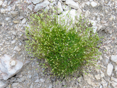 Sabulina austriaca, photograph (c) Emanuele Santarelli, some rights reserved (CC BY-SA)