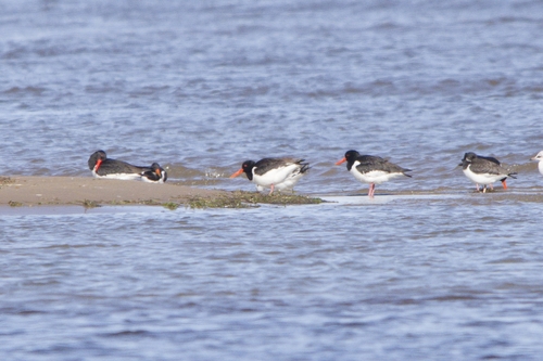 iNaturalist image