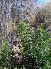 Junellia crithmifolia