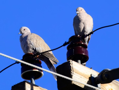 Eurasian Collared-Dove