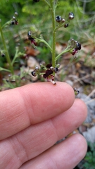 Scrophularia juratensis