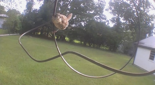 Carolina Wren