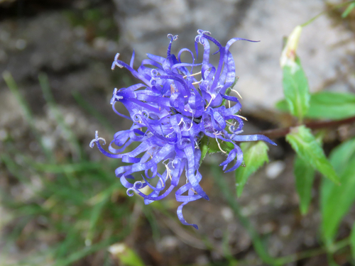 Phyteuma sieberi, photograph 2