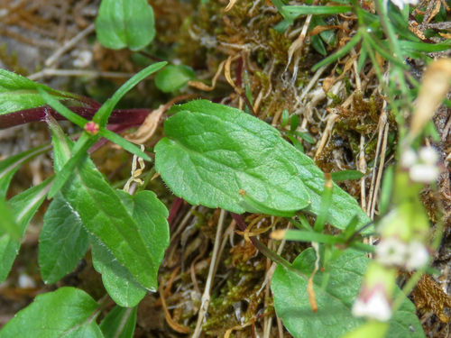 Phyteuma sieberi, photograph 3