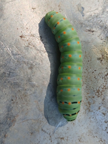 Old World Swallowtail