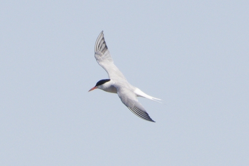 iNaturalist image