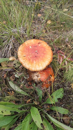 Fly Agaric