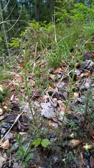 Scrophularia juratensis