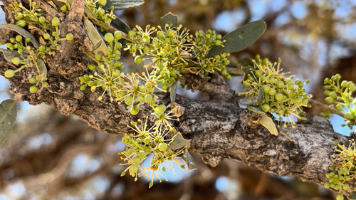 Shepherds tree