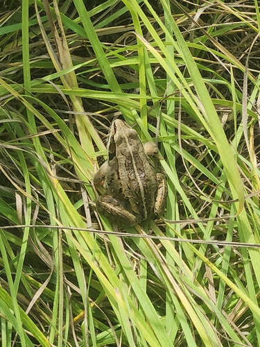 Wood Frog