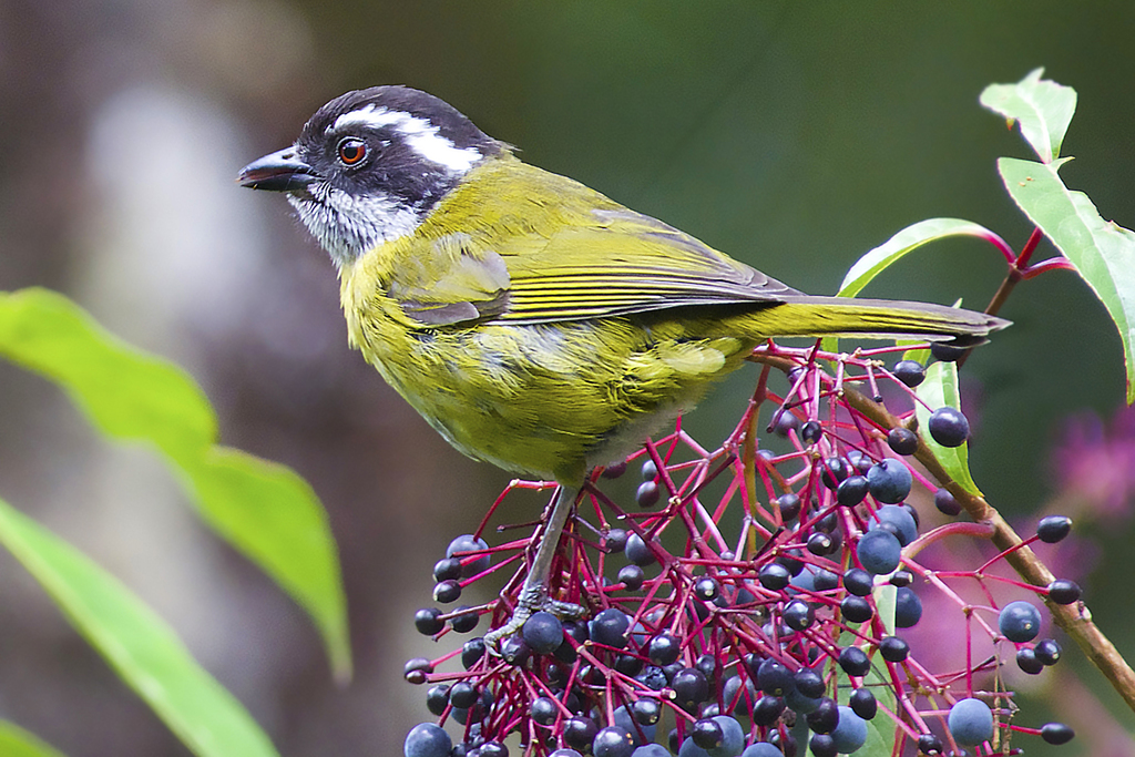 Sooty-Capped Bush-Tanager