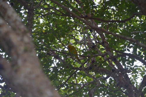 Saffron Finch