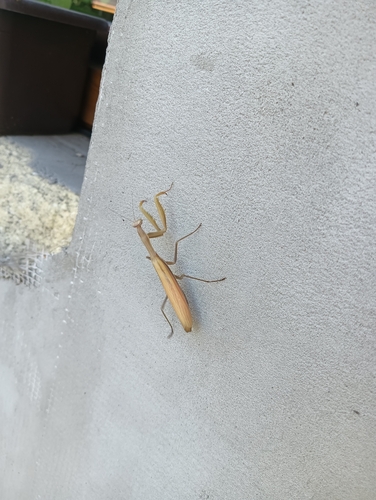 European Mantis