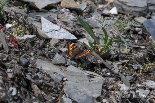Ladakh Tortoiseshell