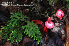 Etlingera brevilabrum