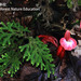 Etlingera brevilabrum - Photo (c) SOW Rainforest Nature Education,  זכויות יוצרים חלקיות (CC BY-NC), הועלה על ידי SOW Rainforest Nature Education
