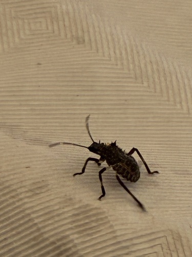 Brown Marmorated Stink Bug