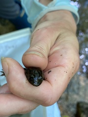 Desmognathus marmoratus