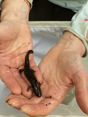 Desmognathus marmoratus