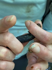 Desmognathus marmoratus