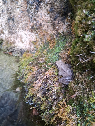 Italian Stream Frog