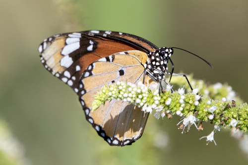 Plain Tiger Butterfly