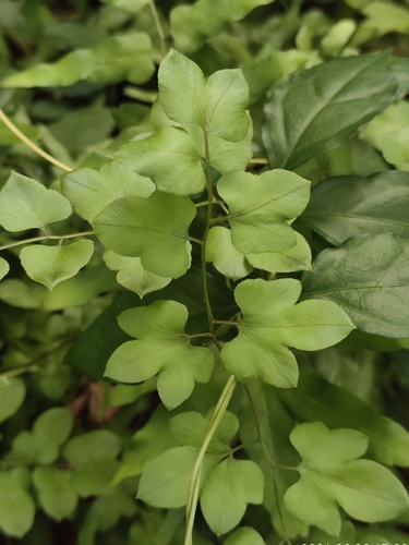 Lygodium flexuosum observed 2026-09-08