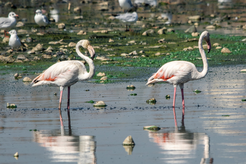 Greater Flamingo