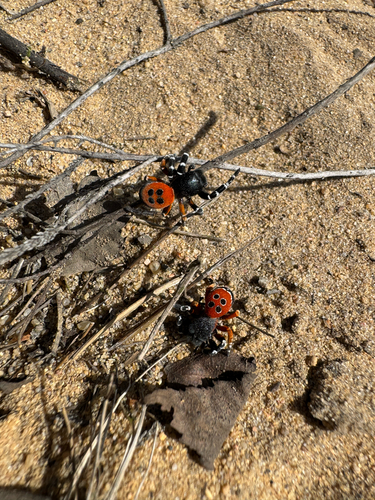Ladybird Spider