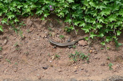 Zonosaurus madagascariensis