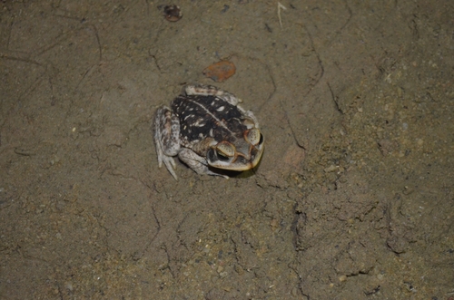 Cururu Toad