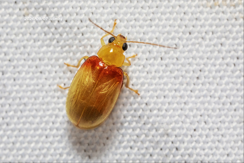 Red-shouldered Leaf Beetle
