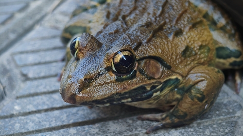 Indus Valley Bullfrog