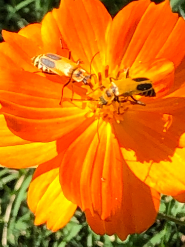 Goldenrod Soldier Beetle