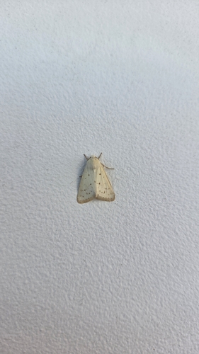 Schinia luxa