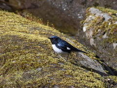Setophaga caerulescens caerulescens