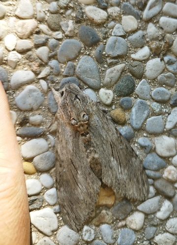 Convolvulus Hawkmoth