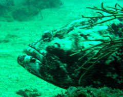 Epinephelus coeruleopunctatus