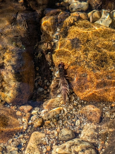 iNaturalist observation photo of Orohermes crepusculus