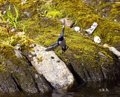 Setophaga caerulescens caerulescens