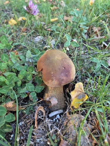 Наблюдение на iNaturalist