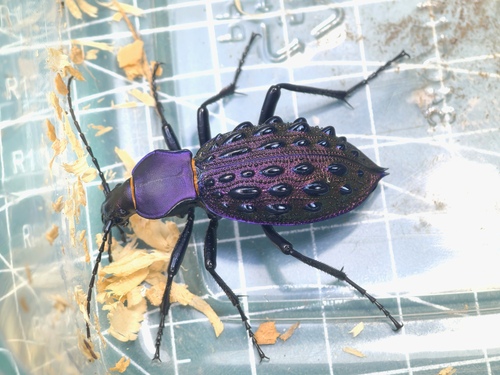 Carabus pustulifer