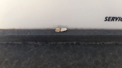 Arizona Bird-dropping Moth