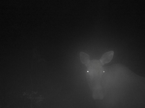 Moose