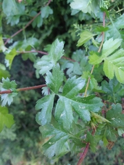 Crataegus